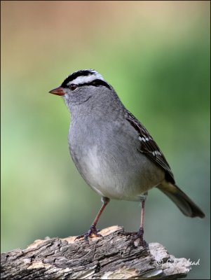 Regal Sparrow