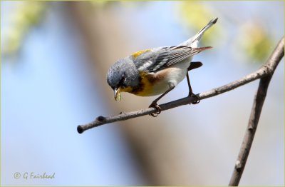 Northern Parula And Lunch