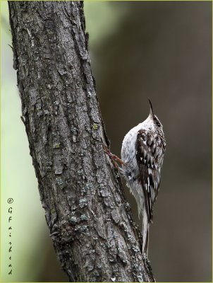Yeah Yeah Another Brown Creeper