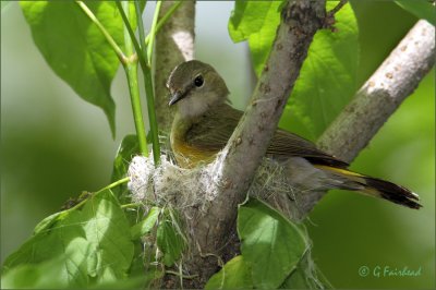 Nest Building/Early Stage