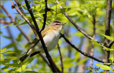 Red-eyed  Vireo