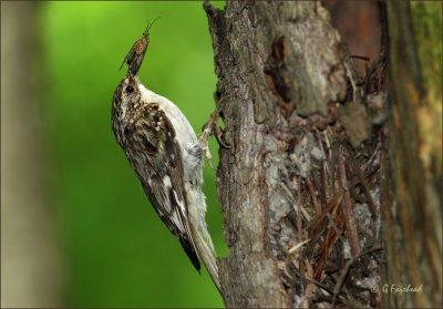 Brown Creeper At The Nest
