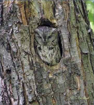 Eastern Screech Owl In Green Morph .-)