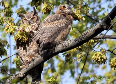 Great Horned Owl And Fledgling