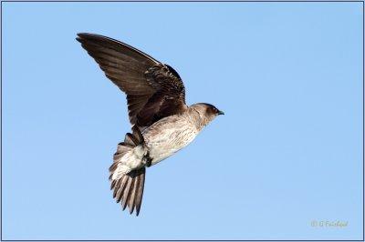 Purple Martin