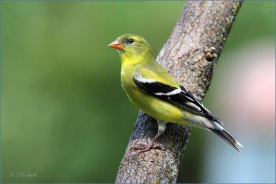 That Greenfinch Look