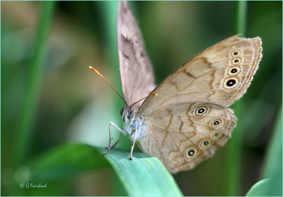 Eyed Brown Butterfly