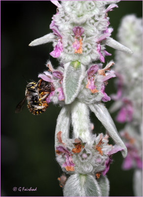 Wool Carder Bee Sex On The Lambs Ear