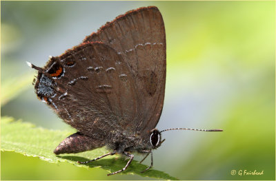 Likely a Banded Hairstreak