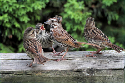 Song Sparrow Family Life Is A Little Stressfull :-)