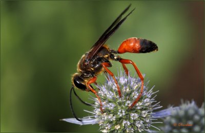 Wasp Beauty