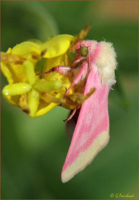 Evening Primrose Moth 
