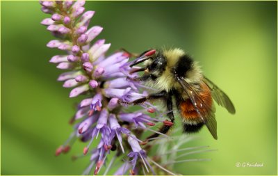 Tri-coloured Bumble Bee