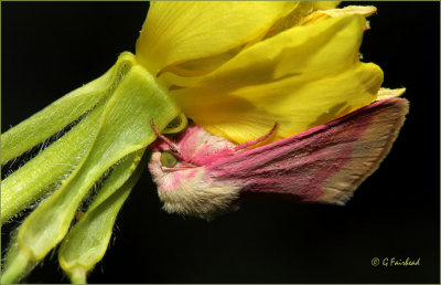 Evening Primrose Moth In Hiding