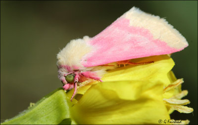 Evening Primrose Moth