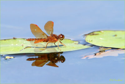 Reflecting On An Eastern Amberwing