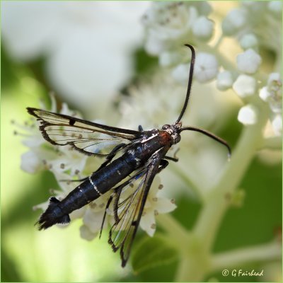 Lesser Viburnum Clearwing Moth 