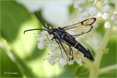 Lesser Viburnum Clearwing Moth II
