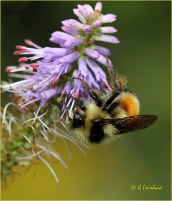 Tri Colored Bumblebee