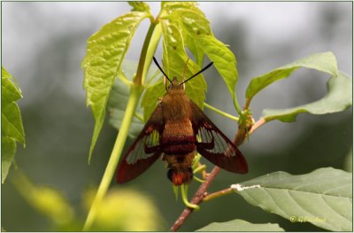 Hummingbird Moth At Rest