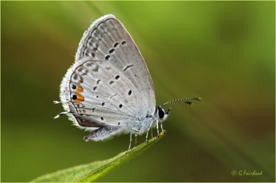 Eastern Tailed  Blue