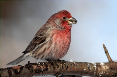 House Finch Comparison