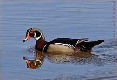 Wood Duck Reflection