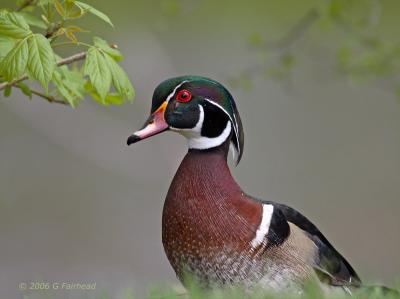 Wood Duck at eye level