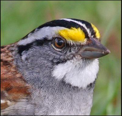 White Throated Sparrow