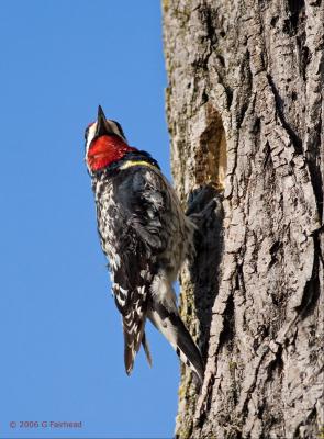 Obviously different from other woodpeckers