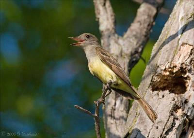 Tyrant........Great Crested Flycatcher