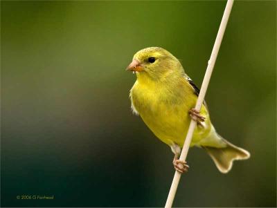 Spring Birds