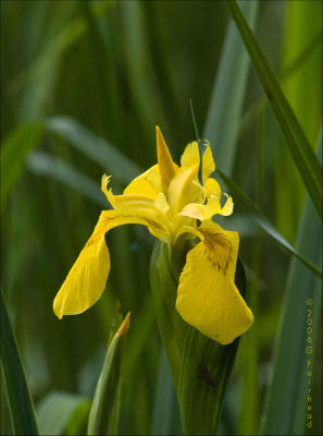 Wild-Yellow Iris