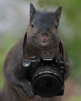 The Squirrels are Getting More Sophisticated ( humorous) 8 shots