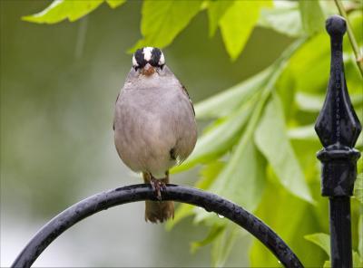 White Crowned Sparrow with injured leg.