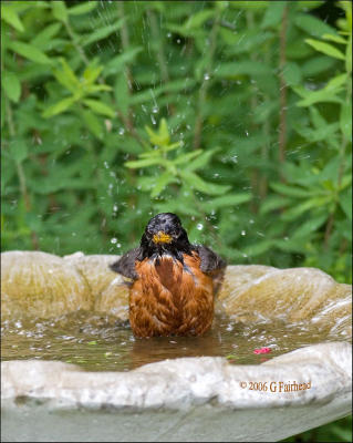 American Robin in the Bird Bath
