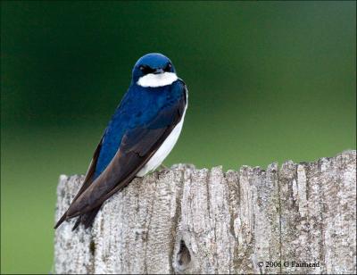 Another Tree Swallow and another nest in a post
