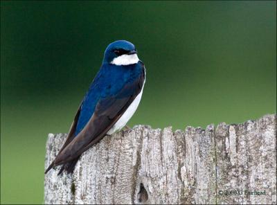 Tree Swallow after 8:00 PM