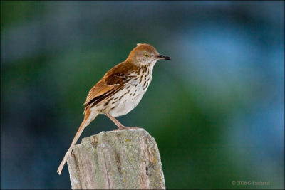 Brown Thrasher after 8:00 PM