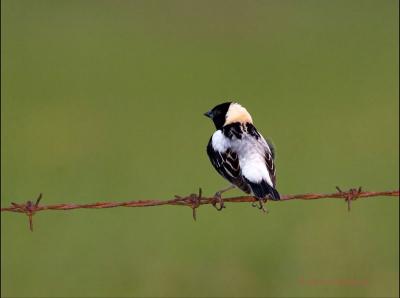 Bobolink on Barbed Wire