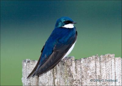 One more Tree Swallow