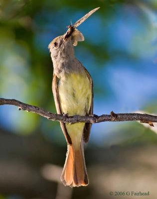 Great-Crested Flycatcher with Catch