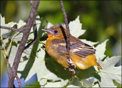 Baby Baltimore Oriole