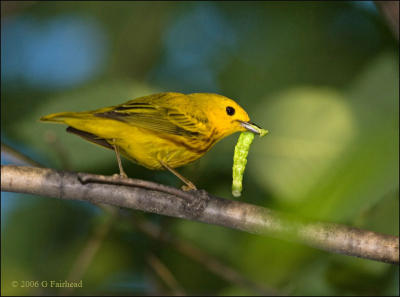 Yellow Warbler with a mouthfull
