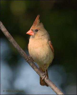 Female-Cardinal.jpg