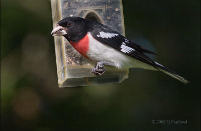 Rose_Breasted Grosbeak at my  feeder