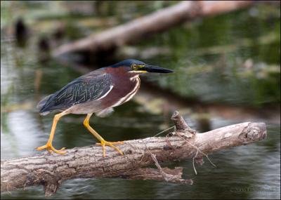 Green Heron in the Evening