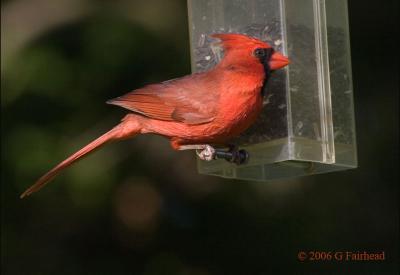 Cardinal-at-the-feeder.jpg