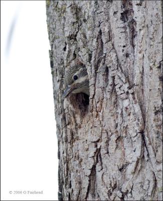Young Female Sapsucker...very nervous