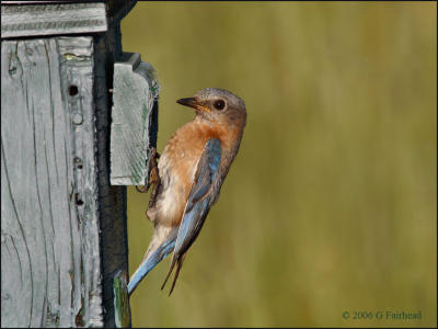 Bluebird at the house